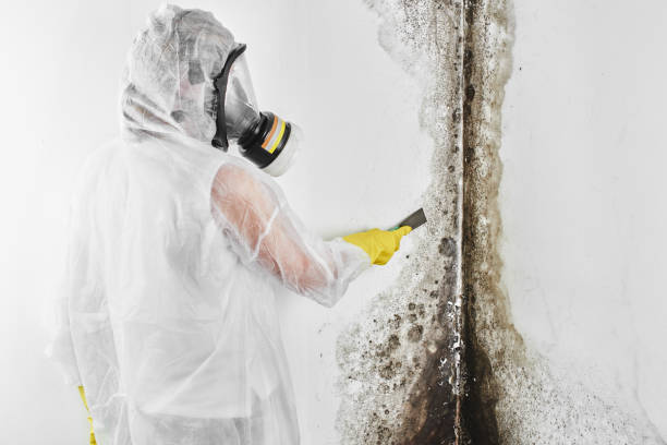 Best Best Mold Removal Companies  in Mpbell, CA