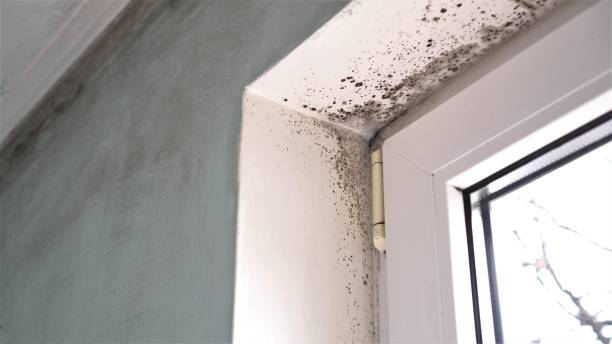 Crawl Space Mold Removal in Campbell, CA