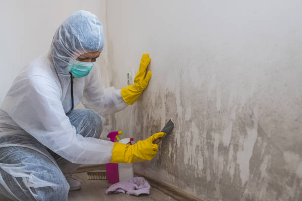 Certified Mold Removal in Campbell, CA