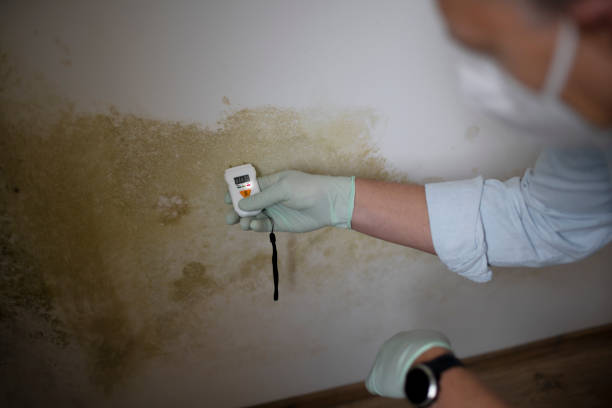 Best Certified Mold Removal  in Mpbell, CA
