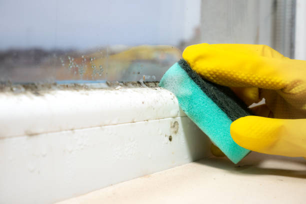 Best Professional Mold Removal  in Mpbell, CA