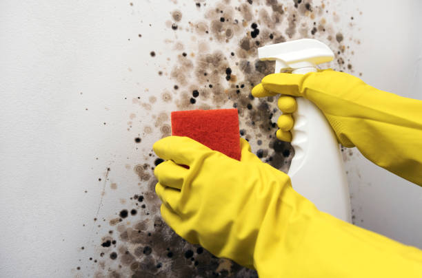Best Mold Testing  in Mpbell, CA