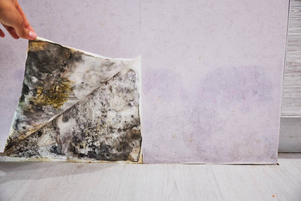 Best Mold Removal Company Near Me  in Mpbell, CA